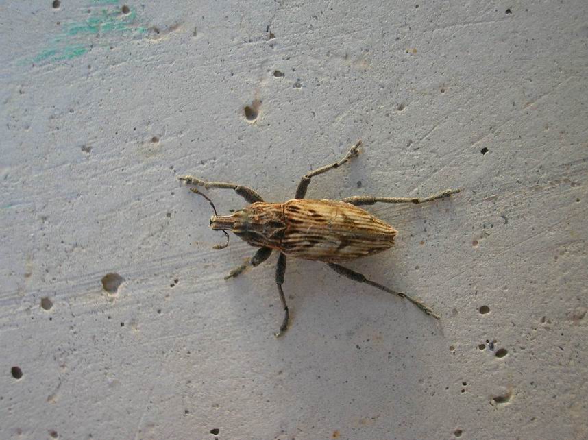 curcu sp.
